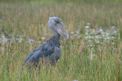 shoebill stork