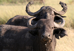 buffalo