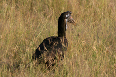 ground hornbil