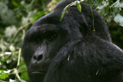 mountain gorilla