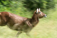 waterbuck