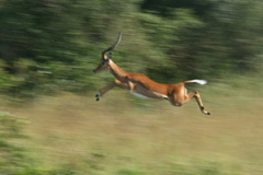 impala