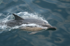 dolphin