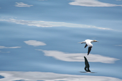 gannet2