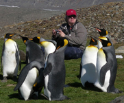 with penguins