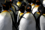 king penguin photo