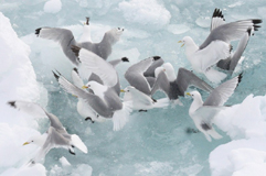 kittiwakes