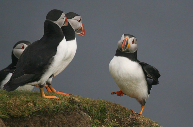 Comedy puffins