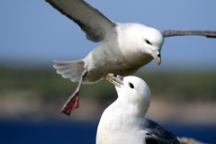 fulmar pair