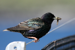 starling3