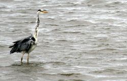 heron