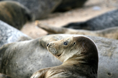 grey seals