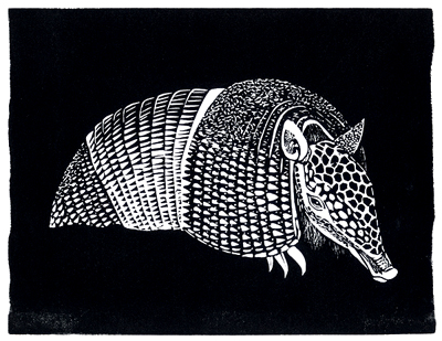 armadillo