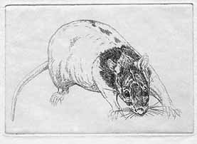 rat