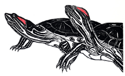 terrapins