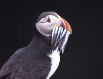 puffin wih fish