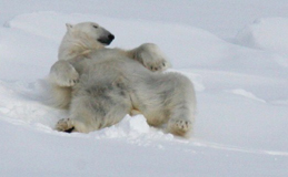 reclining bear