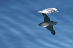 fulmar