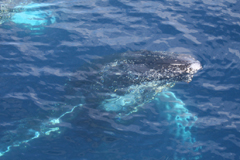 humpbacks