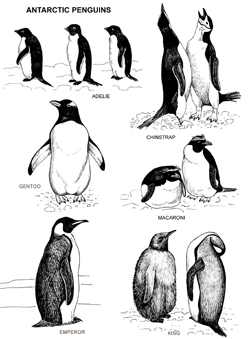 penguins