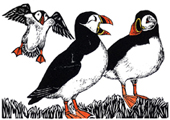 puffins