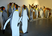 penguins