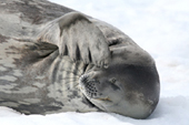 seal