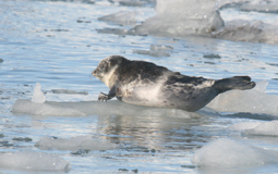 seal pup