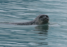 seal