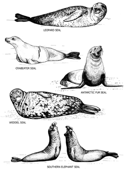 seals